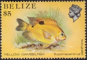 Yellow Damselfish (Eupomacentrus planifrons)