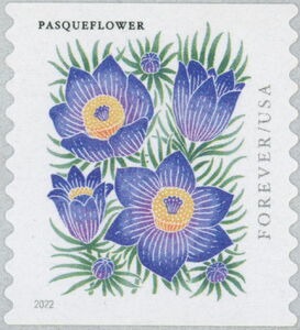 Pasqueflower