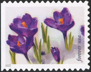 Crocus