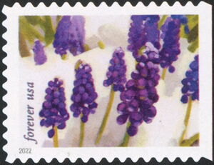Grape Hyacinths