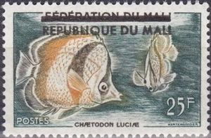Three-banded Butterflyfish (Chaetodon luciae) overprinted