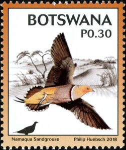 Namaqua Sandgrouse (Pterocles namaqua)