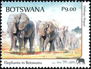 Elephants