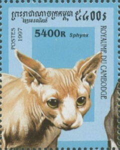 Sphinx Cat (Felis silvestris catus)