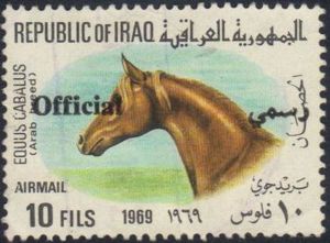 Horse's Head (Equus ferus caballus)