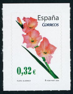 Gladiolus