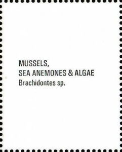 Mussels, Sea Anemones, Algae (Brachidontes sp.)