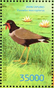 Javan Lapwing (Vanellus macropterus)