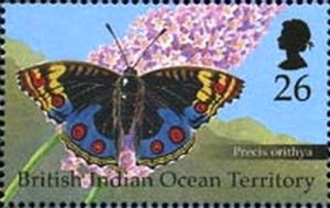 Blue Pansy (Precis orithya)