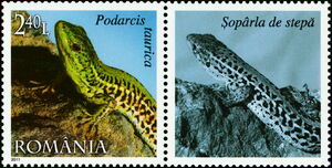Balkan Wall Lizard (Podarcis taurica)