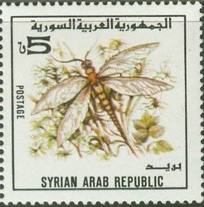 Dragonfly (Anax sp.)