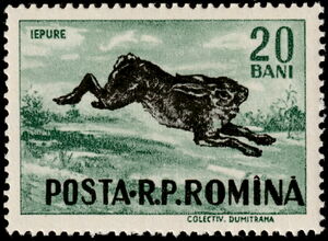 European Hare (Lepus europaeus)