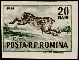 European Hare (Lepus europaeus)