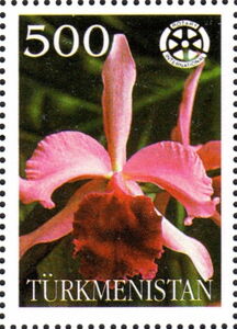 Orchids with Rotary International Logo
