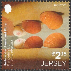 Flat Periwinkle (Littorina obtusata)