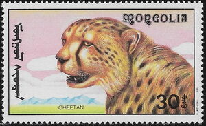 Cheetah (Acinonyx jubatus)