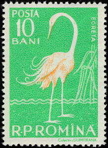 Great White Egret (Ardea alba)