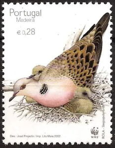 European Turtle Dove (Streptopelia turtur)