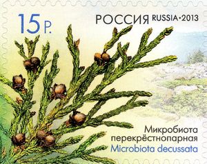 Microbiota decussata