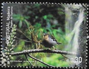 Madeiran Chaffinch (Fringilla coelebs maderensis), Forest