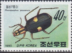 Asian bombardier beetle (Pheropsophus jessoensis)