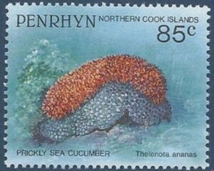 Prickly Sea Cucumber (Thelenota ananas)