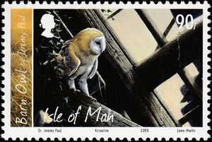 Western Barn Owl (Tyto alba)