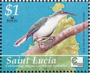 Grey Trembler (Cinclocerthia gutturalis)