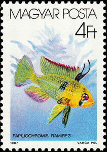 Ram Cichlid (Papiliochromis ramirezi)