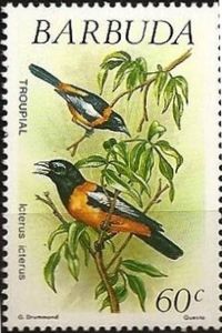 Troupial (Icterus icterus)