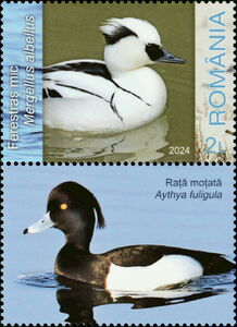 Smew (Mergellus albellus)