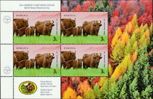 Wild Bison (Bison bonasus)