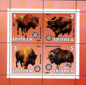Buffalo and Bison