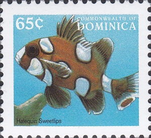 Harlequin Sweetlips (Plectorhinchus chaetodontoides)