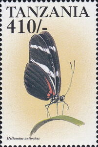 the Antiochus longwing (Heliconius antiochus)