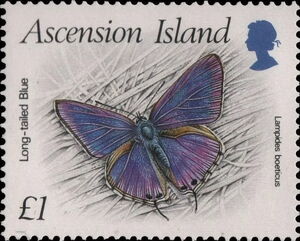 Löng-tailed Blue (Lampides boeticus)