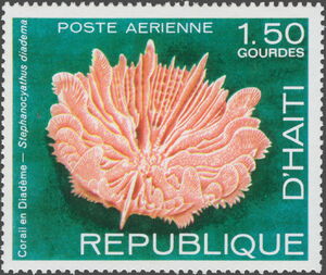 Coral (Stephanocyathus diadema)