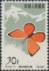 Solskyi Copper (Chrysophanus solskyi)