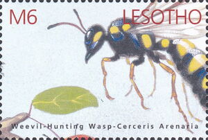 Weevil Hunting Wasp (Cerceris arenaria)