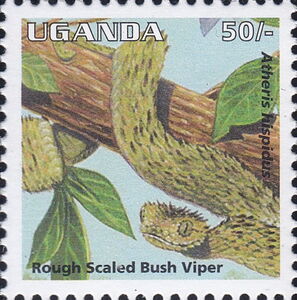 Rough-scaled Bush Viper (Atheris squamiger)