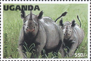 Black Rhinoceros (Diceros bicornis)