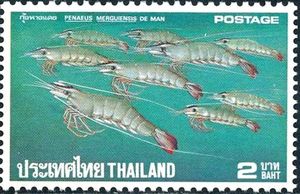 Banana Prawn (Penaeus merguiensis)