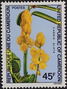 Candlestick cassia