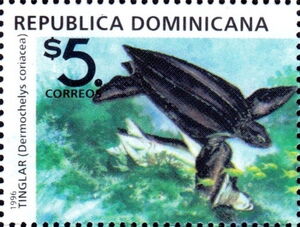 Leatherback Sea-Turtle (Dermochelys coriacea)