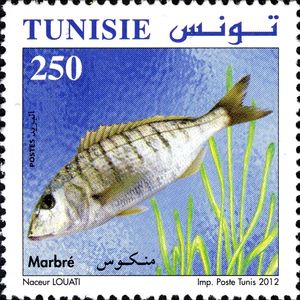 Marble bream (Lithognathus mormyrus)