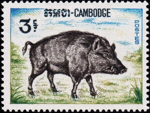 Wild Boar (Sus scrofa)