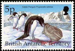 Adelie Penguin (Pygoscelis adeliae)