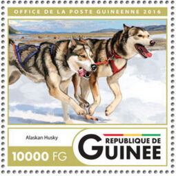 Alaskan huskies