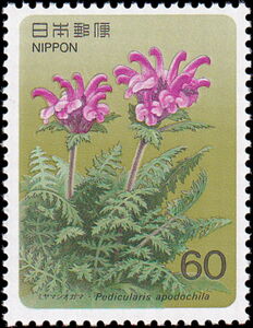 Pedicularis apodochila