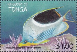 Saddle Butterflyfish (Chaetodon ephippium)